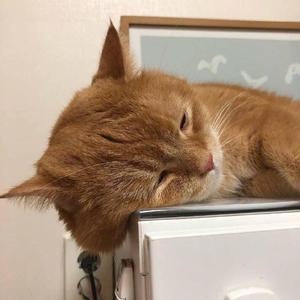 同性恋对了口免费看不用下载
